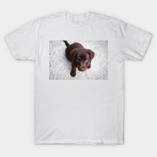 Labrador Retriever chocolate puppy T-Shirt